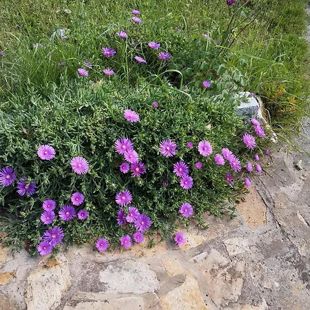 Holiday Majer Vikendica *